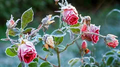 Tyto příznaky ukazují, že je rostlině zima — zkontrolujte to ještě dnes