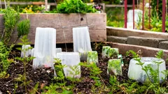 Jarní mrazík může přes noc zničit všechny sazenice — co dělat