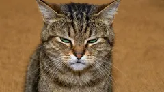 5 varovných signálů, že se kočka vedle vás necítí dobře