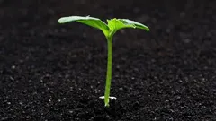 Koupili jste sazenice příliš brzy? Tady je, jak je uchovat do výsadby