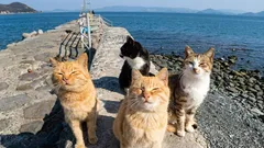 Ukazuje se, že kočky se umějí kamarádit — ale ne se všemi