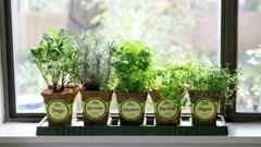 Mini zahrádka na parapetu: Zkušenost, která se rychle vyplatí