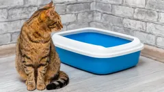 Není to jen rozmar: Proč kočka někdy vykonává potřebu mimo kočičí toaletu?