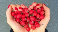 Co skutečně funguje pro srdce – a proč jsou bobule na tomto seznamu