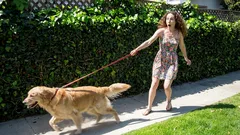 Jak naučit psa chodit v klidu, bez křiku a škubání