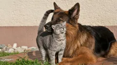 Mohou žít spolu: tajemství bezpečného seznámení kočky a psa