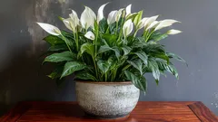 Proč spathiphyllum stále nechce kvést? Chyby, které dělá téměř každý
