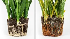 Zaléváte rostlinu, a ona je na tom čím dál hůř? Tohle se děje s kořeny, když se nedíváte