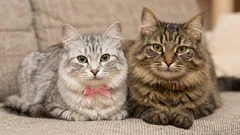 Nevybíráme si jen mazlíčka, ale i přítele. Jaký vliv má pohlaví kočky