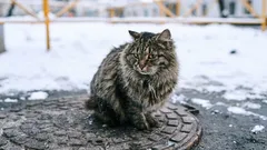 Pouliční kočky v zimě: Proč jim samotná srst nestačí