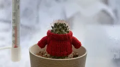 Rostliny odolné vůči mrazu: sytá zeleň a květy doma i venku