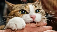 Proč kočka kouše do rukou – a jak ji to sami učíme