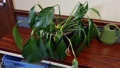 Vadnou vám květiny? Na vině není zálivka ani světlo