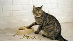 Proč kočka nedojídá z misky – a dívá se na vás vyčítavě