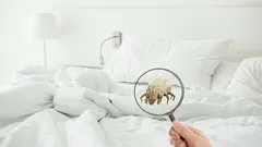 Budete se divit, co se skrývá ve vaší posteli: Mikroskopický svět mezi prostěradly