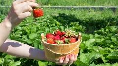 Nejlepší odrůdy jahod pro vaši zahradu: bohatá úroda zaručena