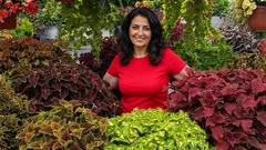 Tyto rostliny vypadají jako z džungle, ale rostou i u nás