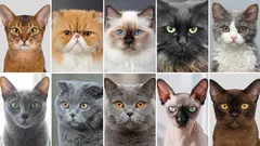 Vybíráte kočku? 10 plemen koček, se kterými se snadno žije v bytě