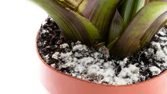 Bílý povlak na půdě? Může zabíjet vaše rostliny — jednoduché kroky je zachrání