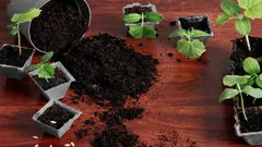 Ušetřete při nákupu substrátu pro sazenice: zde je osvědčený způsob