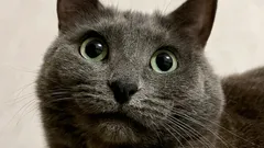 Mluvíte s kočkou — a ona opravdu poslouchá? Věda to vysvětluje