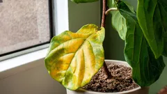 Pokud listy blednou a opadávají, není to hnojivem. Tohle je skutečná příčina