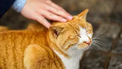 Proč se kočka sama dožaduje náruče — a co to znamená pro vaše srdce